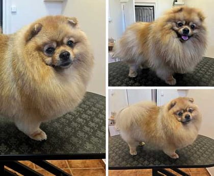 Domů 4 Psí salon Hostivice