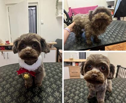 Domů 2 Psí salon Hostivice