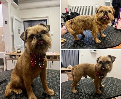 Domů 3 Psí salon Hostivice